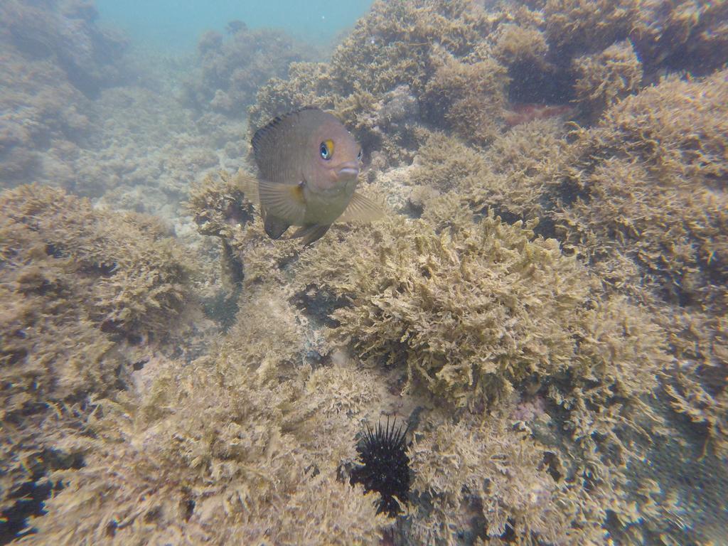 Pousada Caribe Nordestino Tamandaré Eksteriør bilde