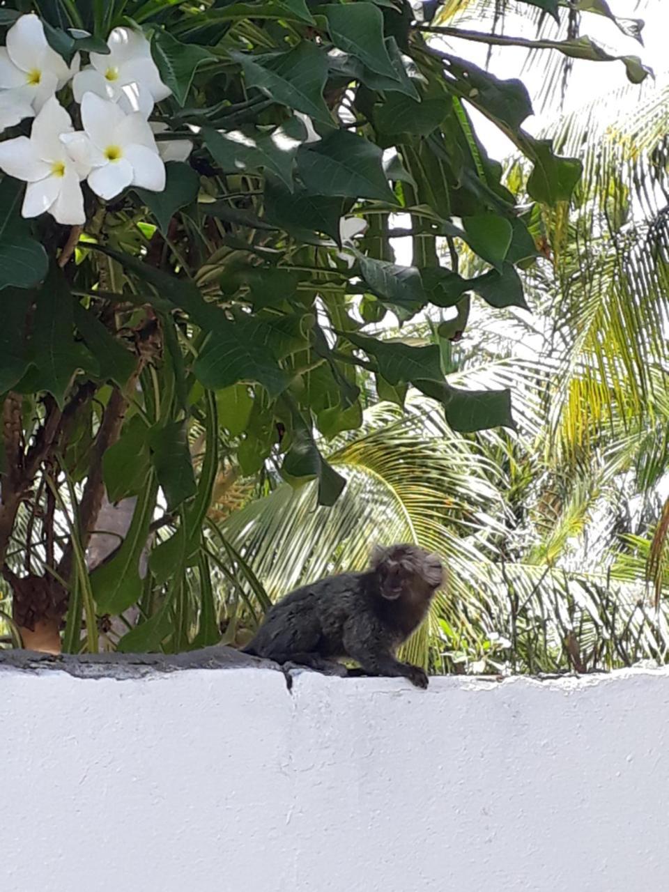 Pousada Caribe Nordestino Tamandaré Eksteriør bilde